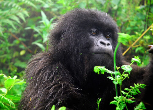 3 Days Bwindi Gorilla Trekking