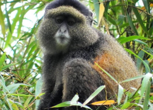 5 Days Rwanda Golden monkeys & Wildlife Safari