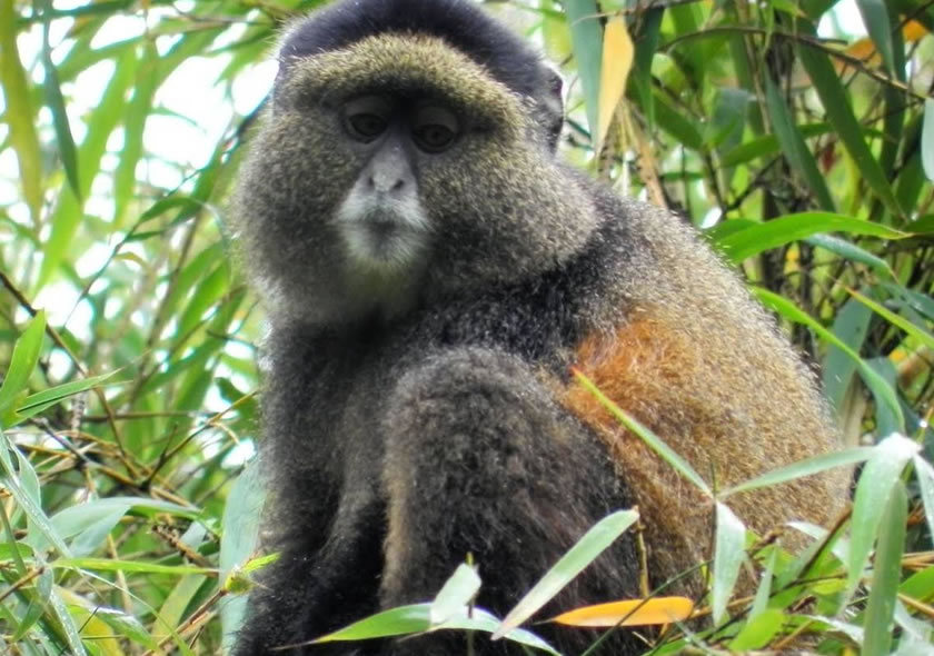 5 Days Rwanda Golden monkeys & Wildlife Safari