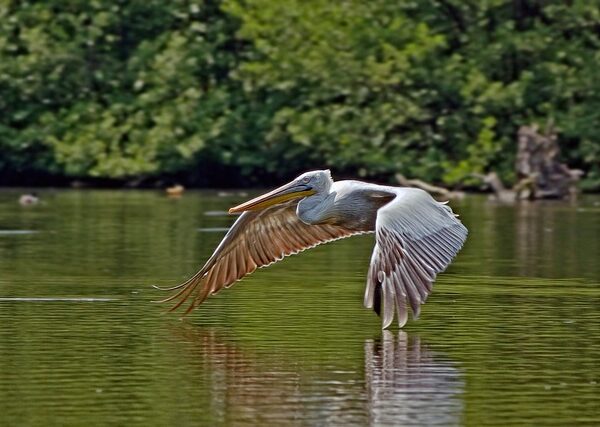 5 days birding Uganda