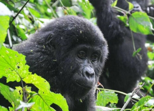 7 Days Rwanda Gorillas & Chimps Trekking Tour