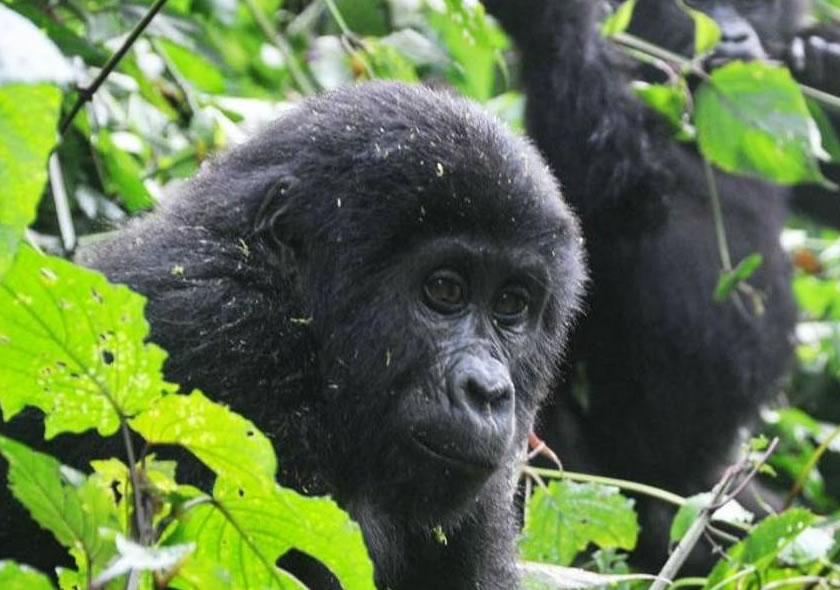 7 Days Rwanda Gorillas & Chimps Trekking Tour