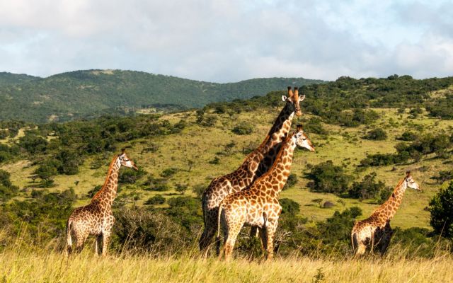 13 Days Kenya Uganda and Rwanda Safari