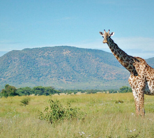 8 Days Uganda Safari