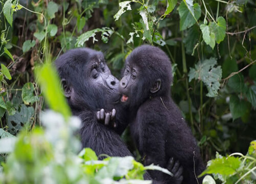 5 Days Uganda Rwanda Primates