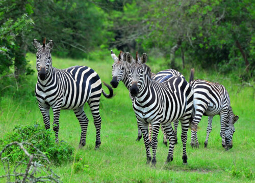 3 Days Lake Mburo National Park Safari