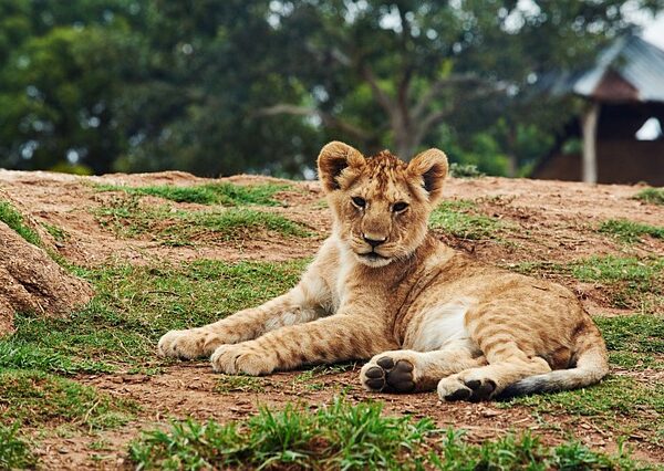 Lion Cub in Masai Mara