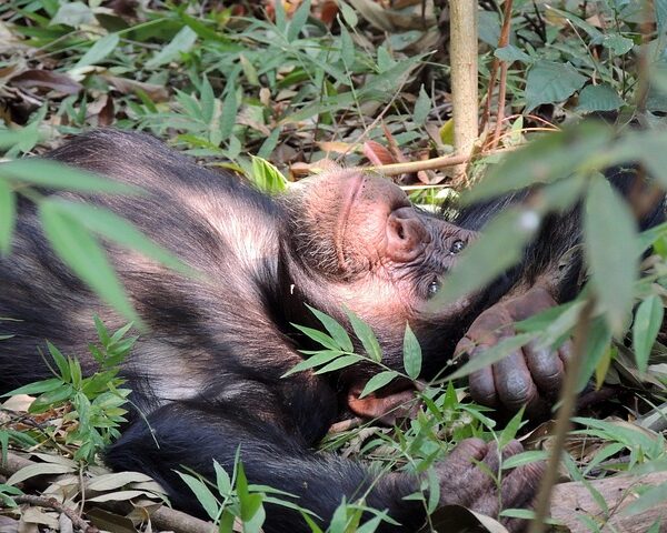 3 Days Flying Uganda Primates Safari