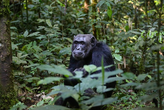 3 Days Uganda Rwanda Primates