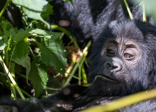 4 Days Uganda Gorillas and Chimpanzee Trekking