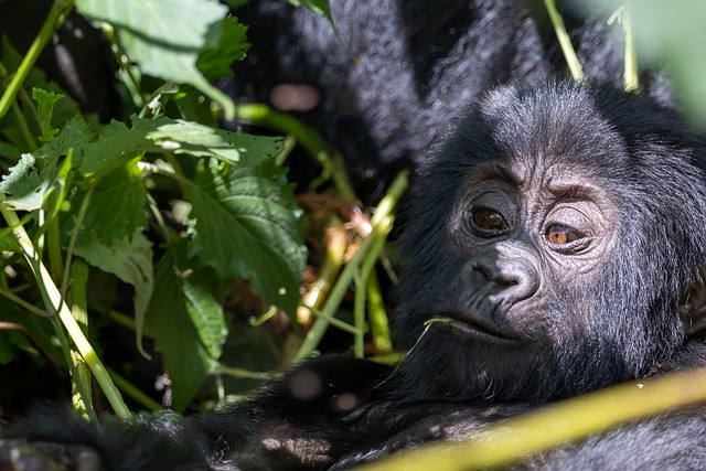 4 Days Uganda Gorillas and Chimpanzee Trekking