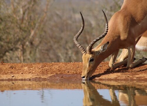 4 Days Lake Mburo and Queen Elizabeth N/P Safari