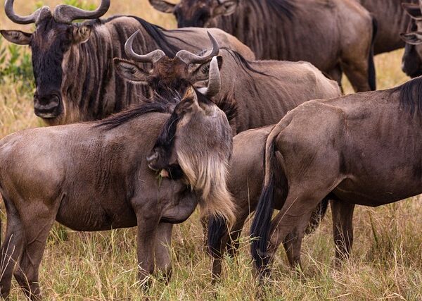 4 Days Wildebeest Migration and Gorilla Trekking Safari