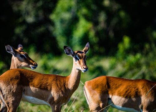 10 Days Best of Tanzania Wildlife Safari