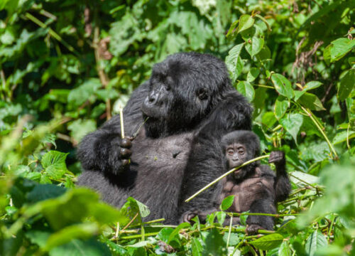 10 Days Rwanda Uganda Safari