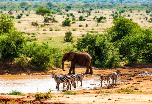12 Days Kenya Wildlife Safari