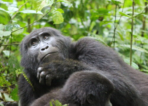 2 Days Uganda Gorilla Trekking Safari