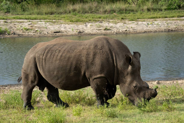 Ziwa Rhino Sanctuary