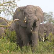 An Elephant in Kidepo Valley National Park