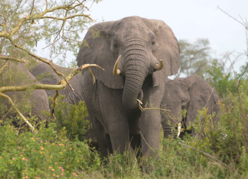 Game Drives in Kidepo Valley National Park