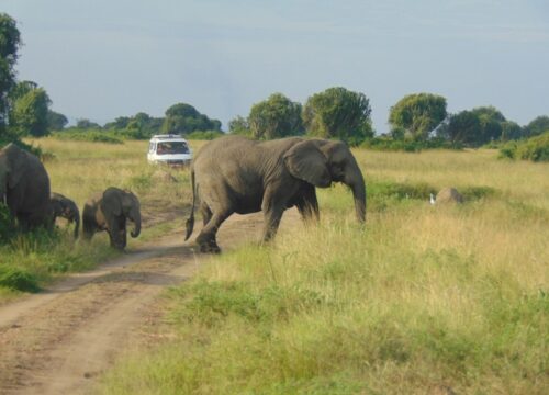 Game Drive in Queen Elizabeth National Park