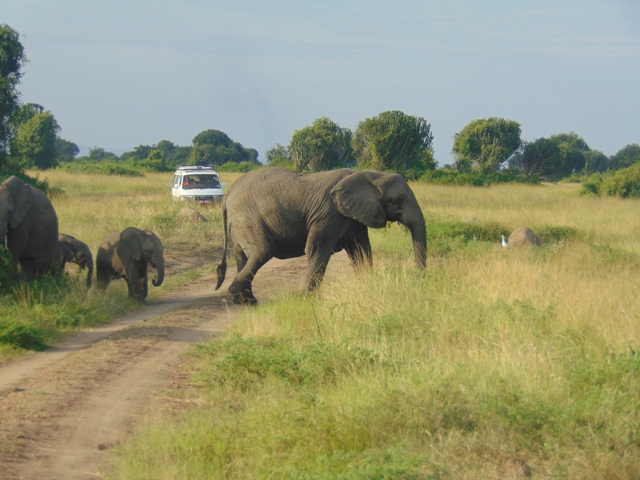 An elephant crossing the road in Queen Elizabeth National Park