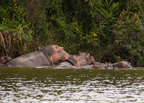Boat Cruise in Lake Mburo National Park