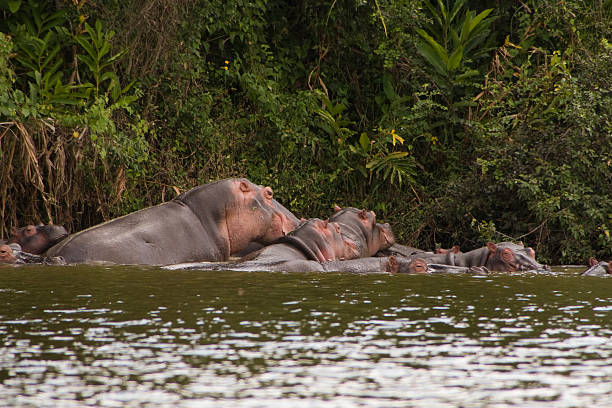 Boat Cruise in Lake Mburo National Park