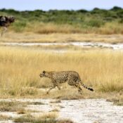 A Cheetah in Amboseli