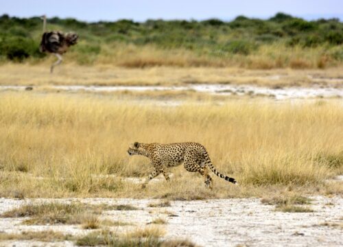 Amboseli National Park