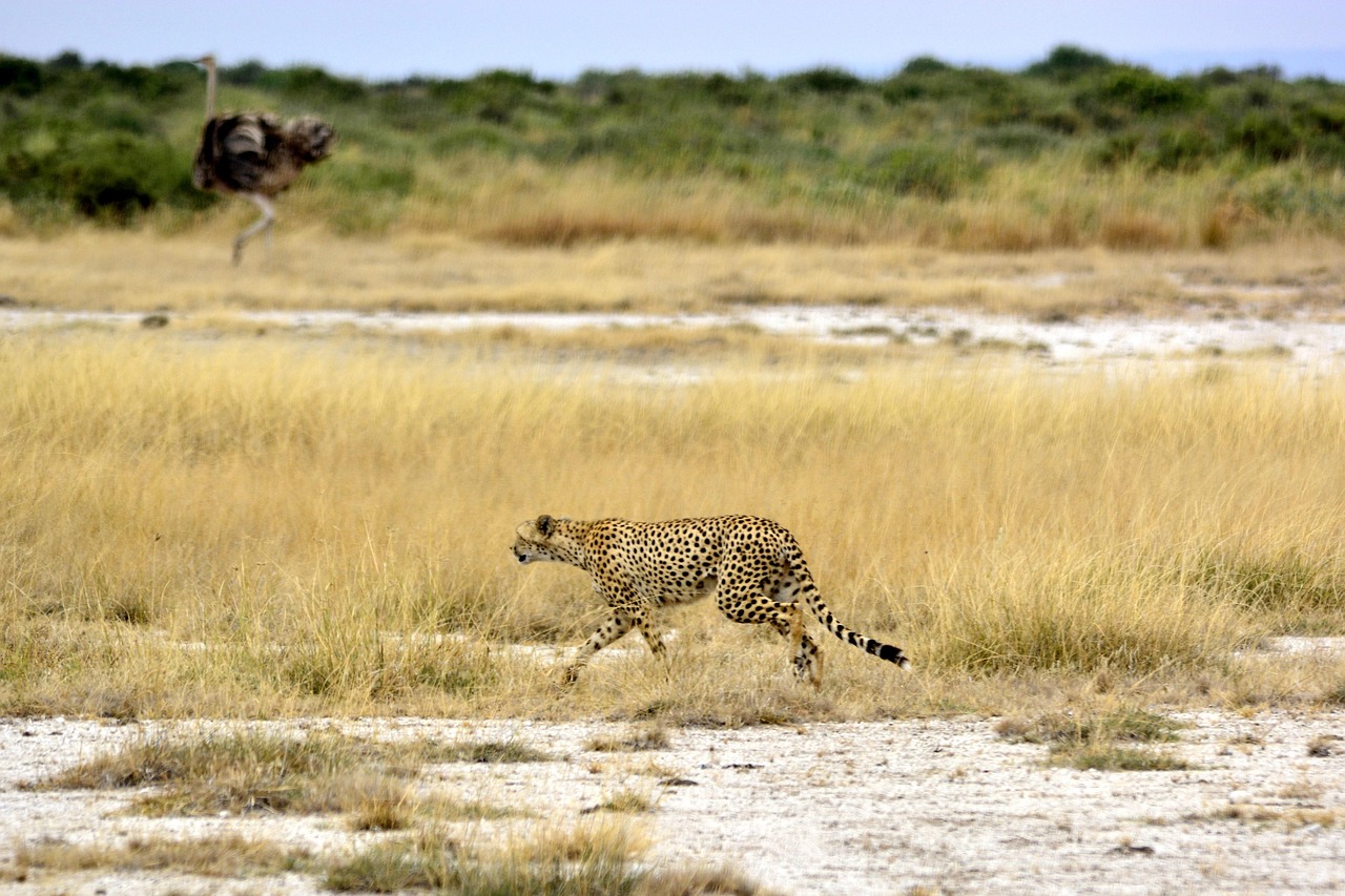 A Cheetah in Amboseli